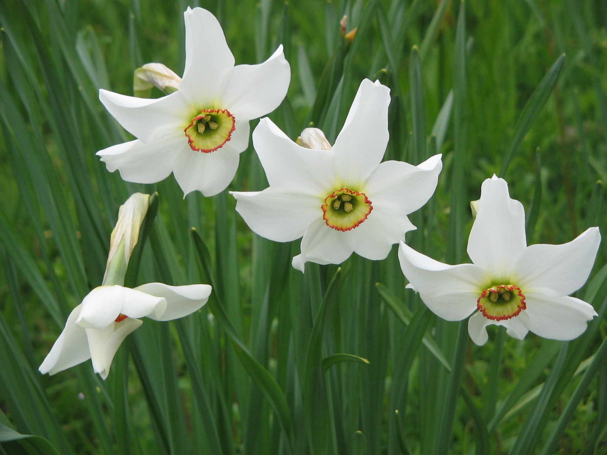 pheasant's eye narcissus
